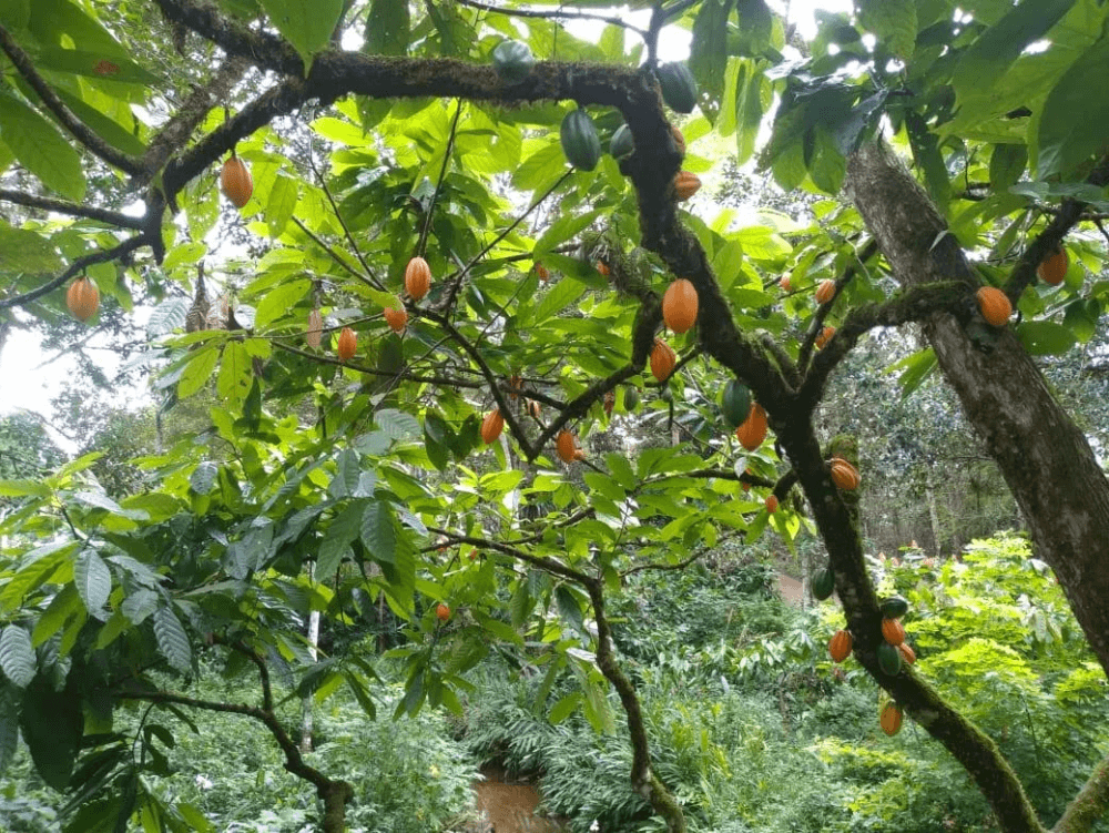 cacau, fruto que dá origem ao chocoalte.