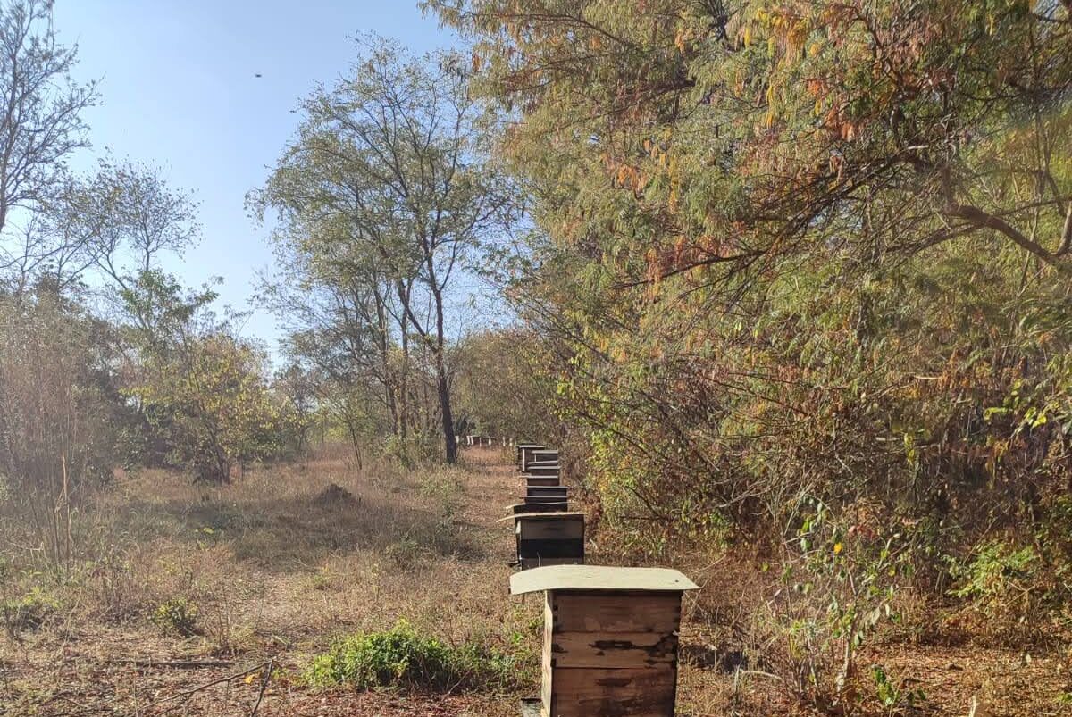uma sequencia de melgueiras no norte de minas gerais